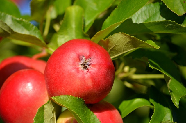 Dyrkningstips til forskellige æblesorter